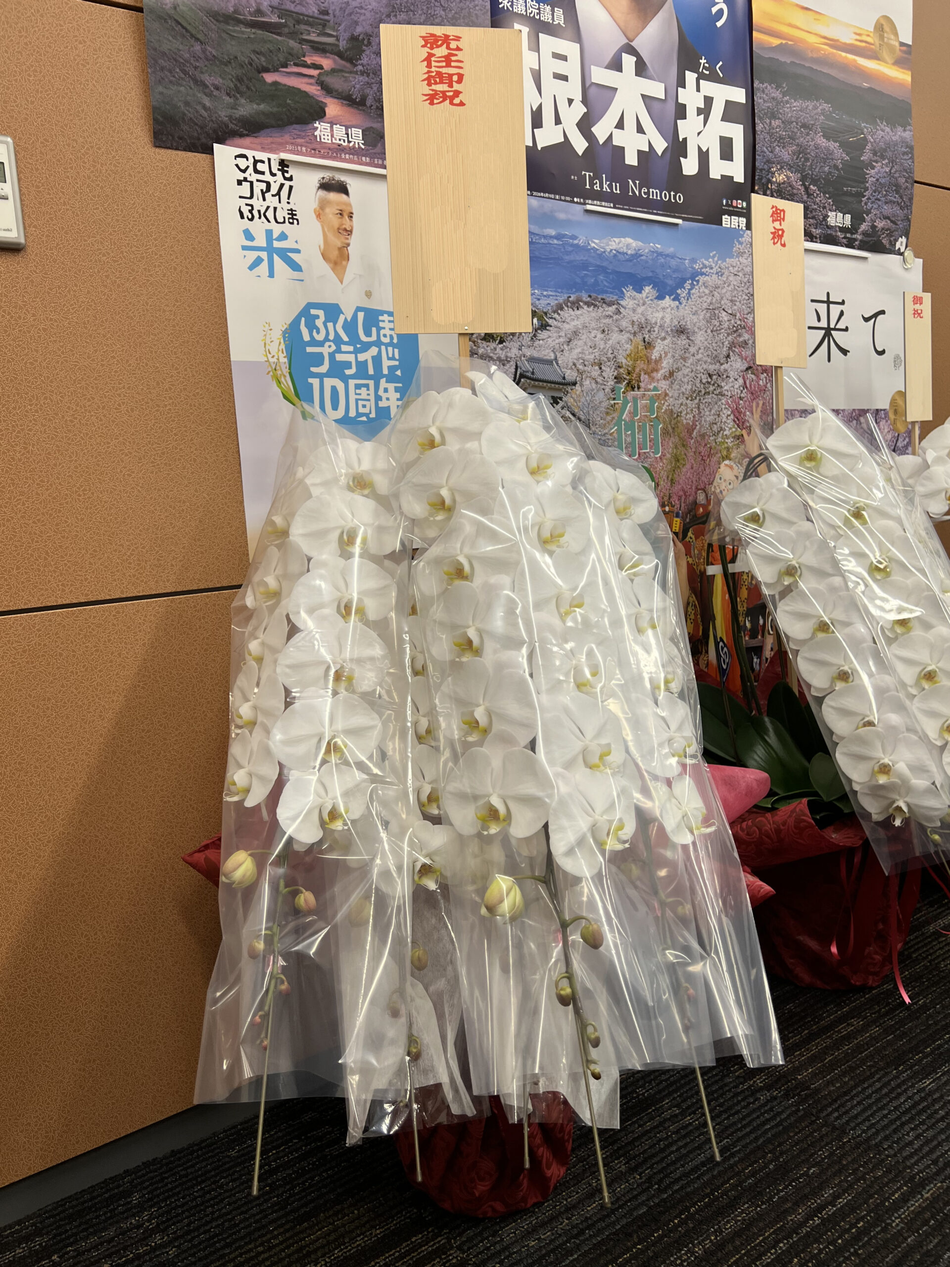 組閣に伴う御就任祝いで議員会館へお届けした白大輪胡蝶蘭