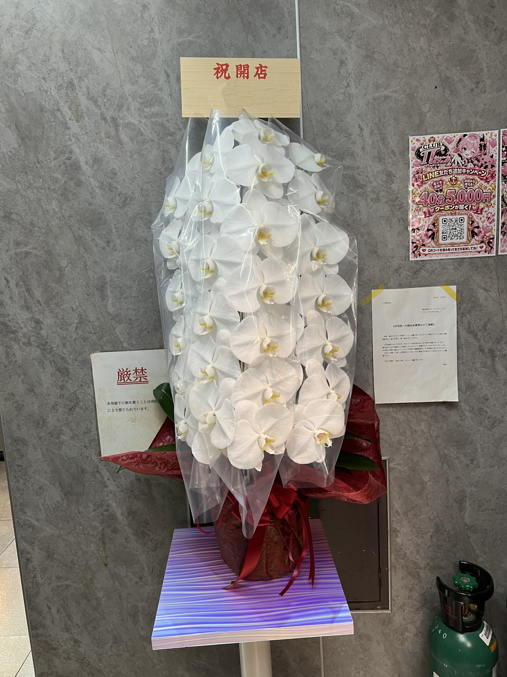 渋谷・道玄坂のBARへ開店祝いでお届けした白大輪胡蝶蘭