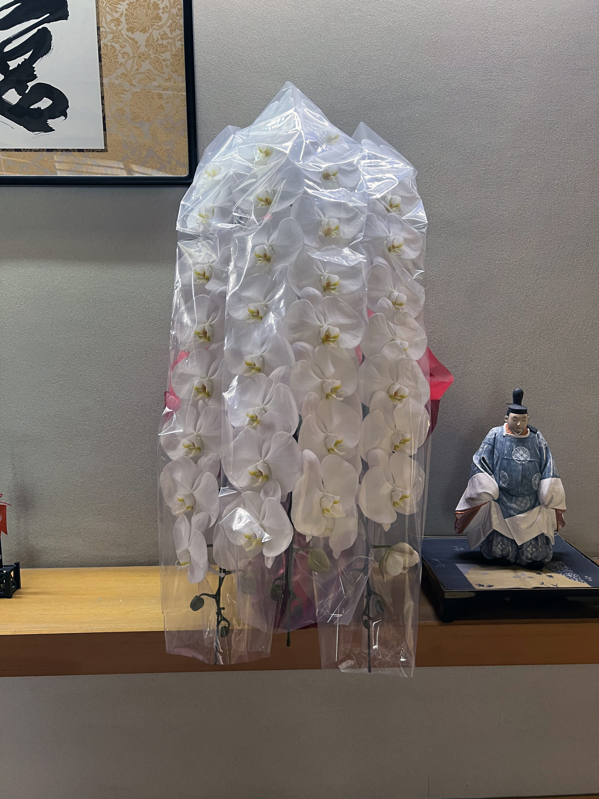 芝大神宮へ御鎮座一千年のお祝いとして即日配達した白い胡蝶蘭