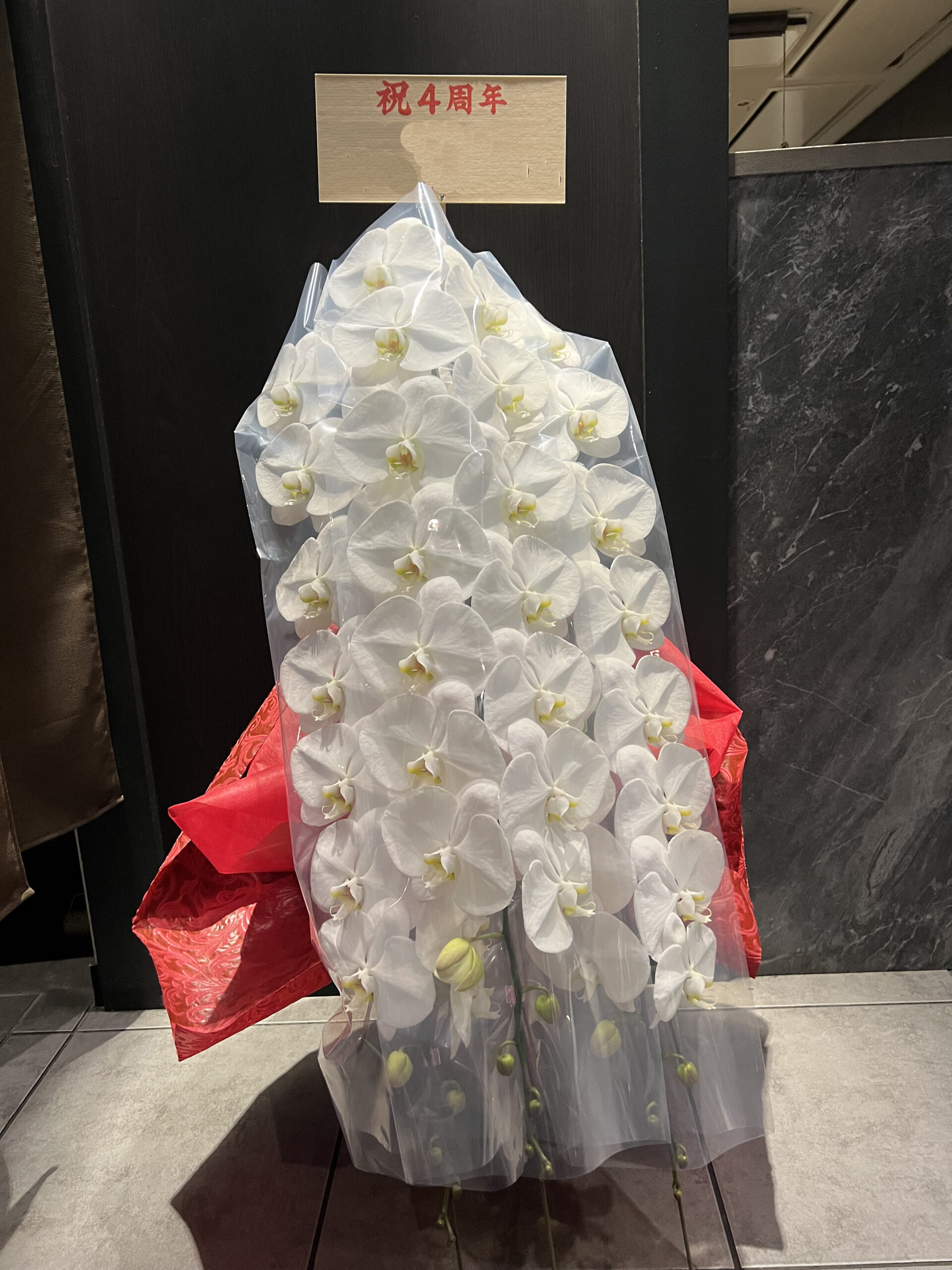 神楽坂のふらの和牛よしうし神楽坂通り様へお届けした、4周年祝いの白い大輪胡蝶蘭。赤いラッピングと「祝4周年」の木札付き。