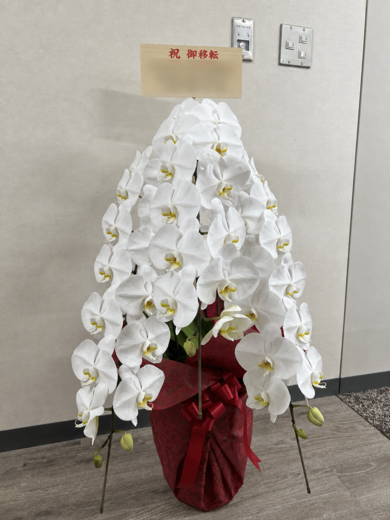 南青山3丁目への移転祝いでお届けした白大輪胡蝶蘭3本立