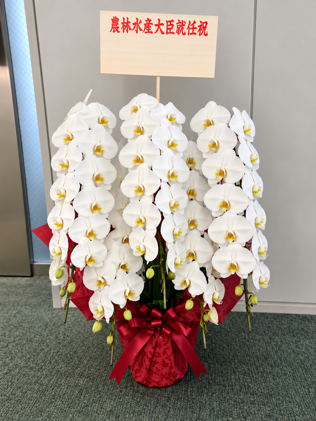 新たに就任した農林水産大臣への御祝として議員会館へお届けした胡蝶蘭